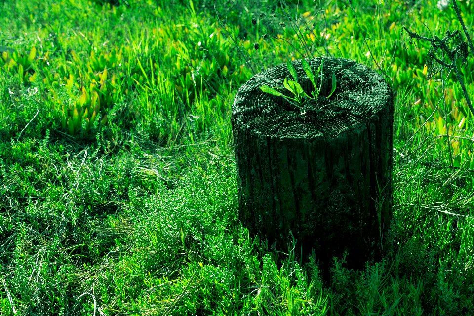 Stumped