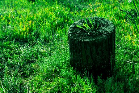 Stumped