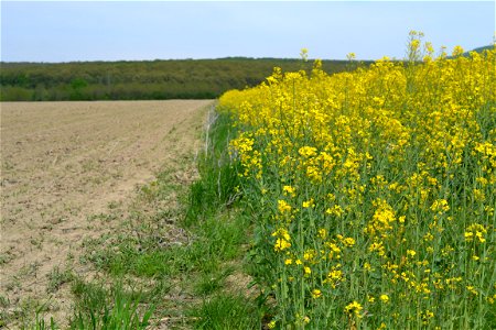Field photo