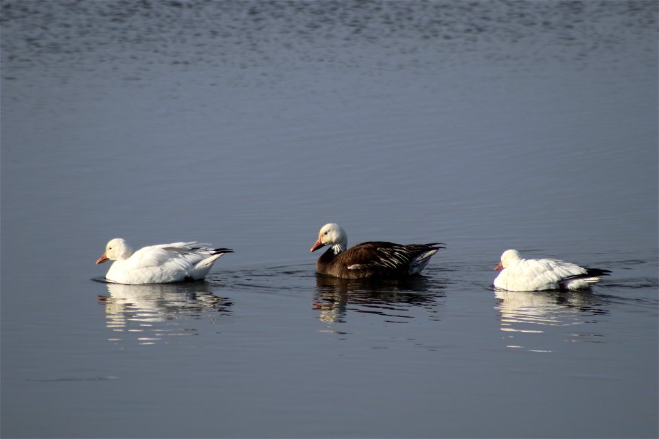 Snow Geese Lake Andes National Wildlife Refuge South Dakota photo