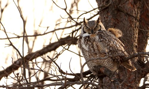 Great-Horned Owl Huron Wetland Management District