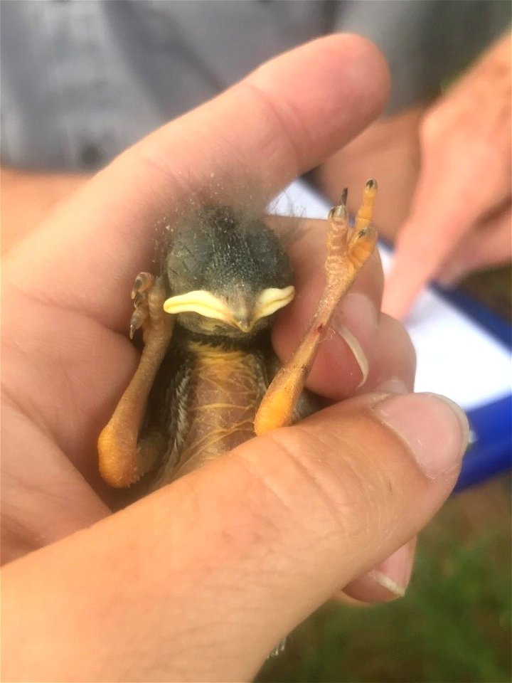 Western Bluebird Chick