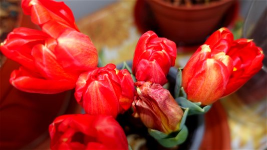 tulips_lalele-2023_0221_172825