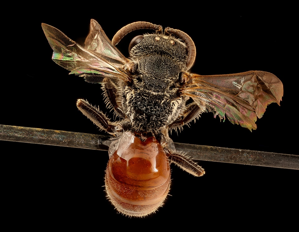 Bee flying on black background