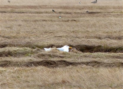 Nesting glaucous gull photo