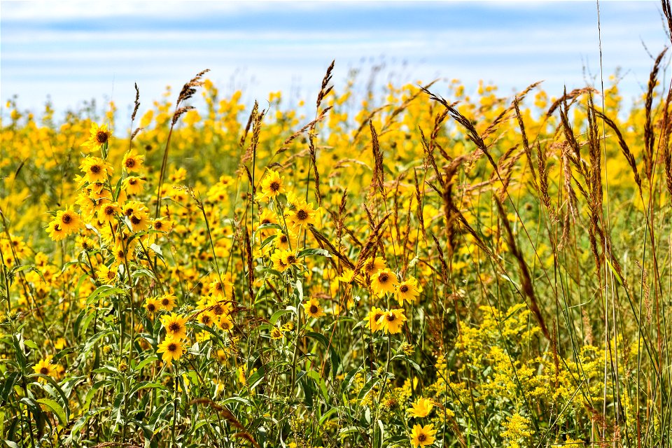 A Sea of Yellow and Gold; Lake Andes Wetland Management District South Dakota