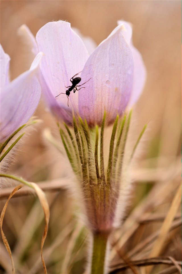 Pasque Flower