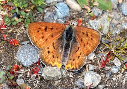 COPPER, PURPLISH (Lycaena helloides) (04-25-2022) male, south towala dunes area, del norte co, ca -02