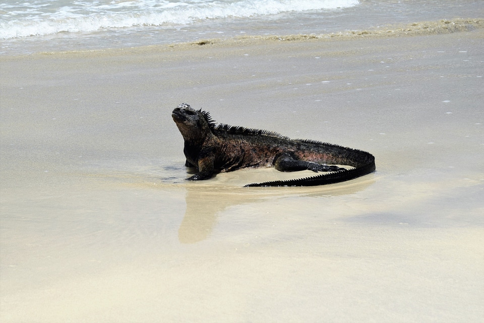 Iguana marine on Tortuga Bay in Puerto Ayora, Santa Cruz Island
