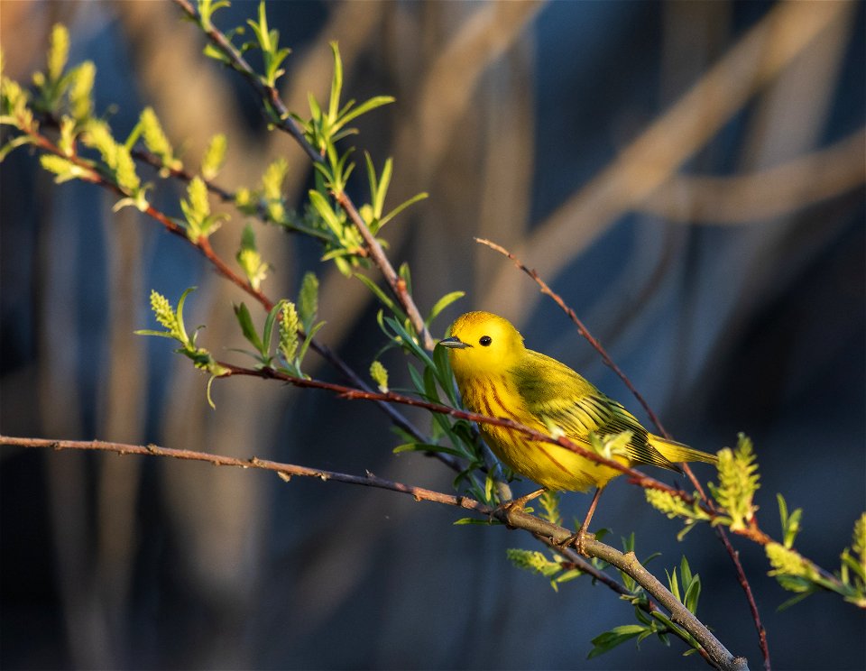 Yellow warbler photo