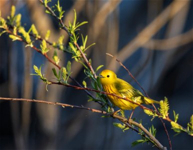 Yellow warbler