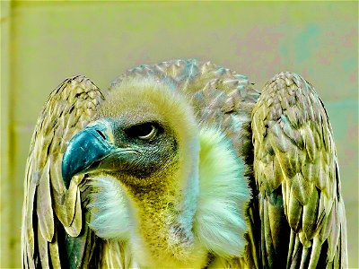 Mr Vulture