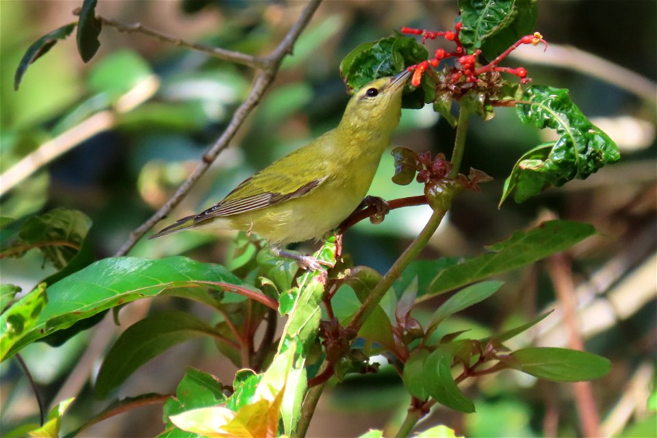 Tennessee Warbler