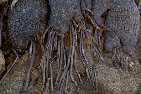 Joshua Tree (Yucca brevifolia) roots photo