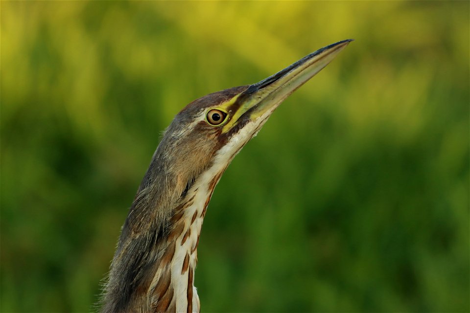 American Bittern Huron Wetland Management District