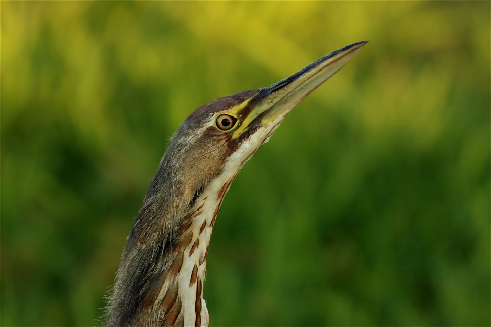 American Bittern Huron Wetland Management District photo