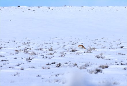Pronghorn on Seedskadee National Wildlife Refuge photo