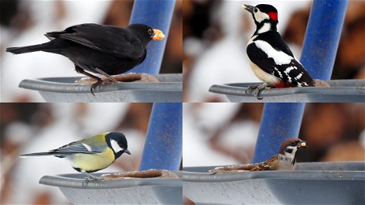 Im Winter bedient sich jeder an der Futterstelle