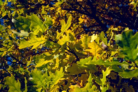 Fall oak