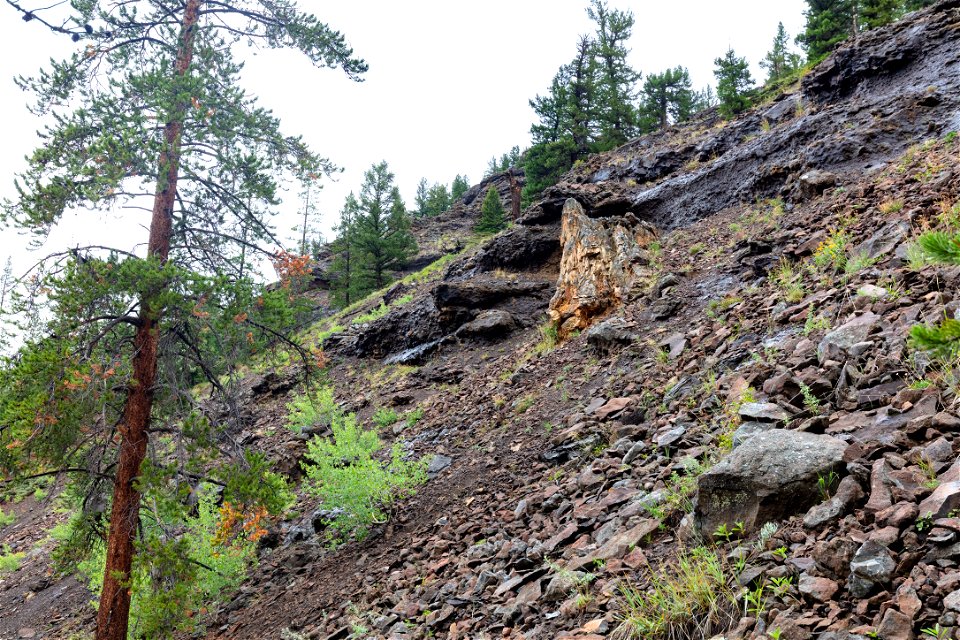 Petrified tree stump along Upper Miller Creek