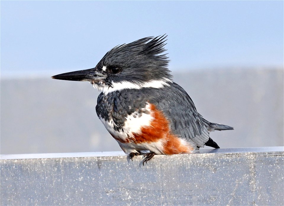518 - BELTED KINGFISHER (10-8-2021) crescent city, del norte co, ca -13