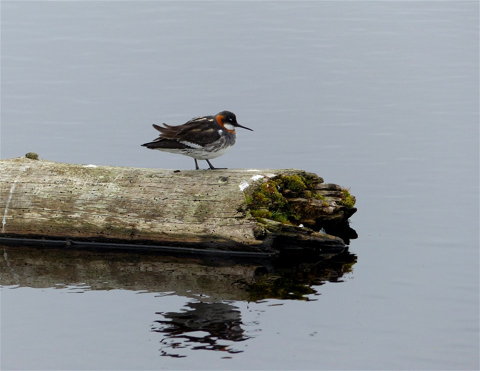 Red-necked Phalarope