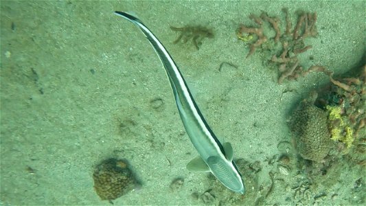 Romoray Fish Diving Tayrona National Park from Taganga Colombia