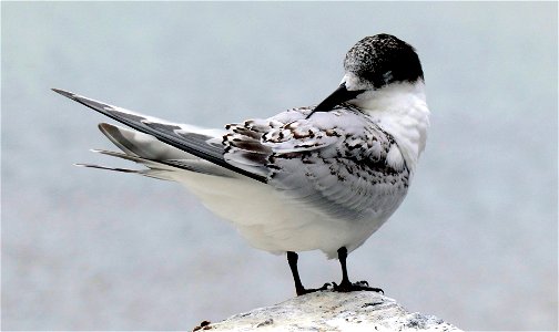 White fronted tern. photo
