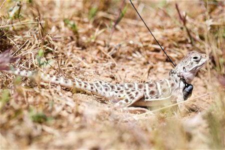 Blunt-nosed Leopard Lizard release at Panoche Plateau photo