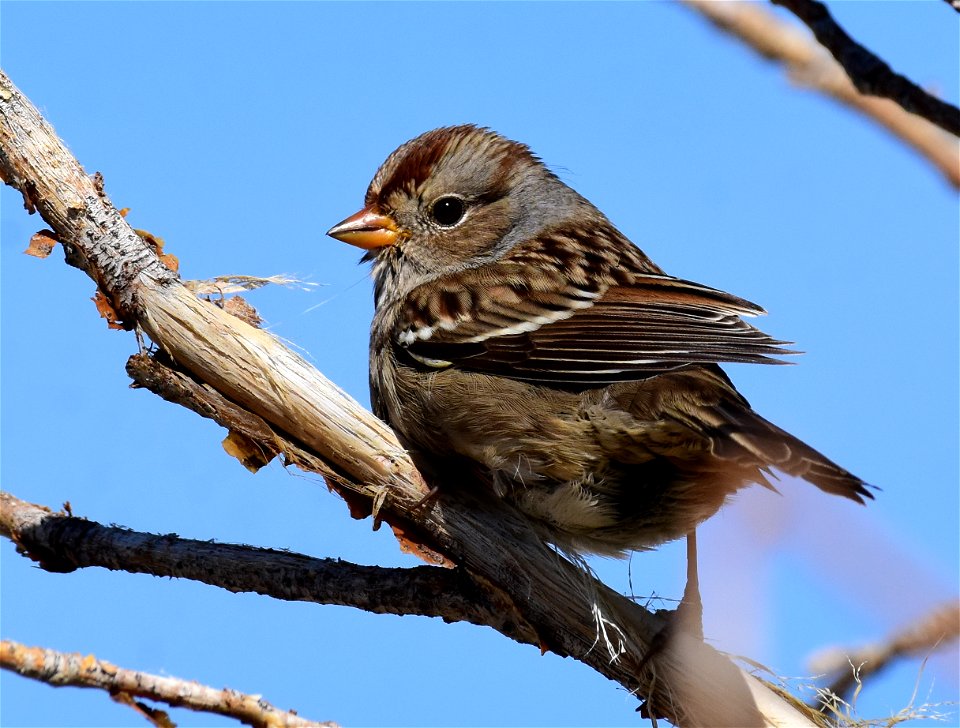 White-crowned sparrow at Seedsakdee National Wildlife Refuge