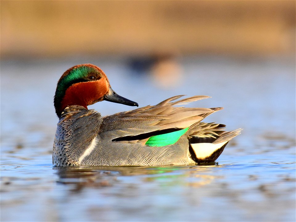 Green-winged teal at Seedskadee National Wildlife Refuge