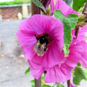 A Mallow Bee
