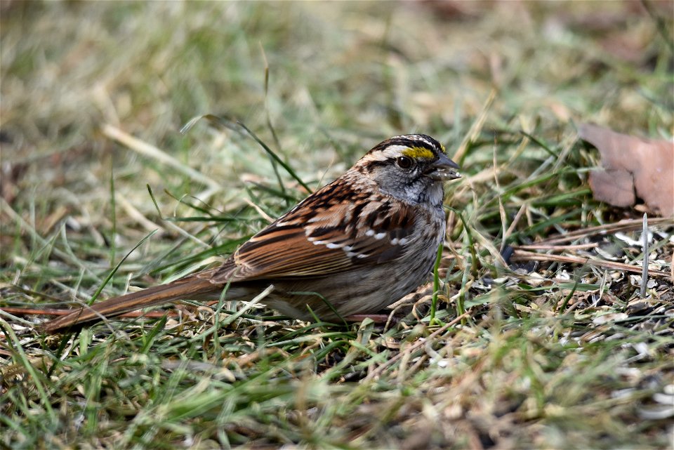 White-throated sparrow photo