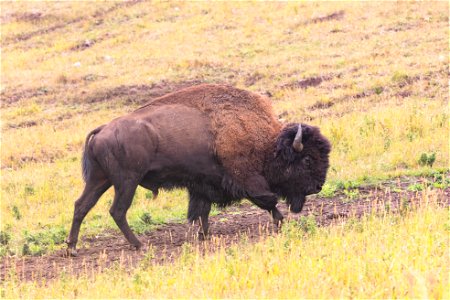 Bison near Cache Creek ford