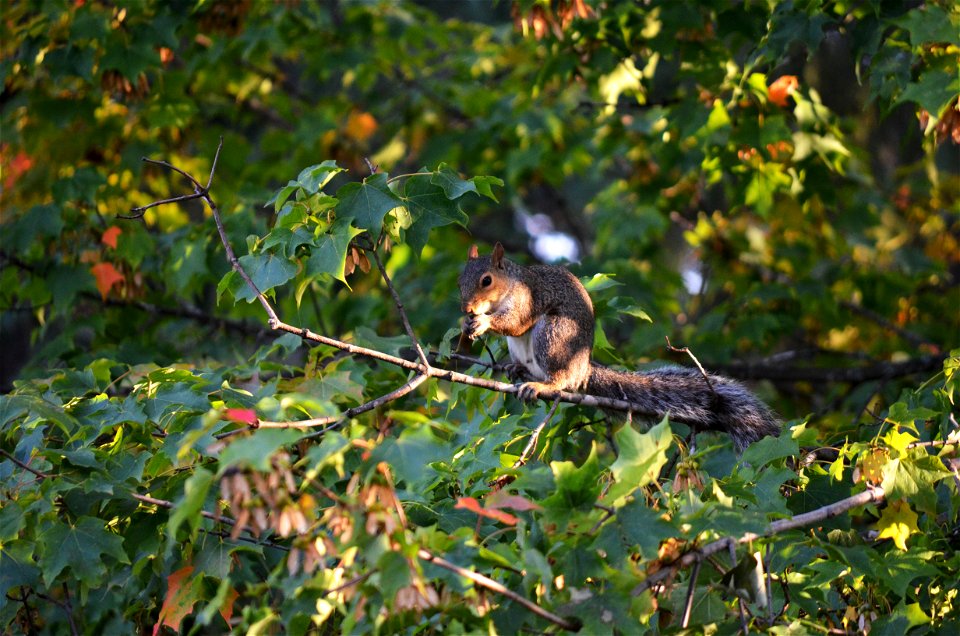 Eastern gray squirrel eating maple seeds in a tree