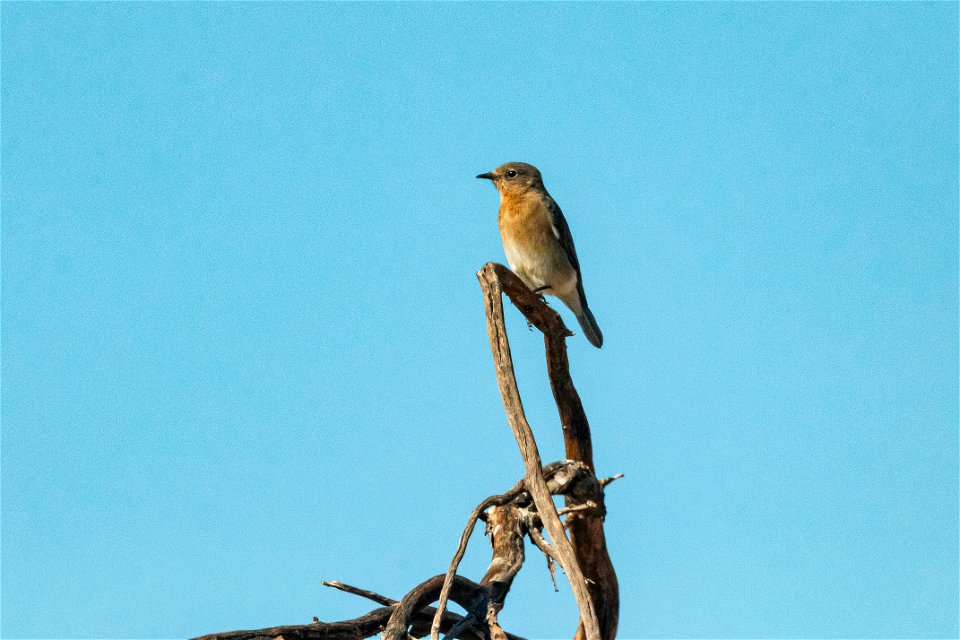Female Mountain Bluebird