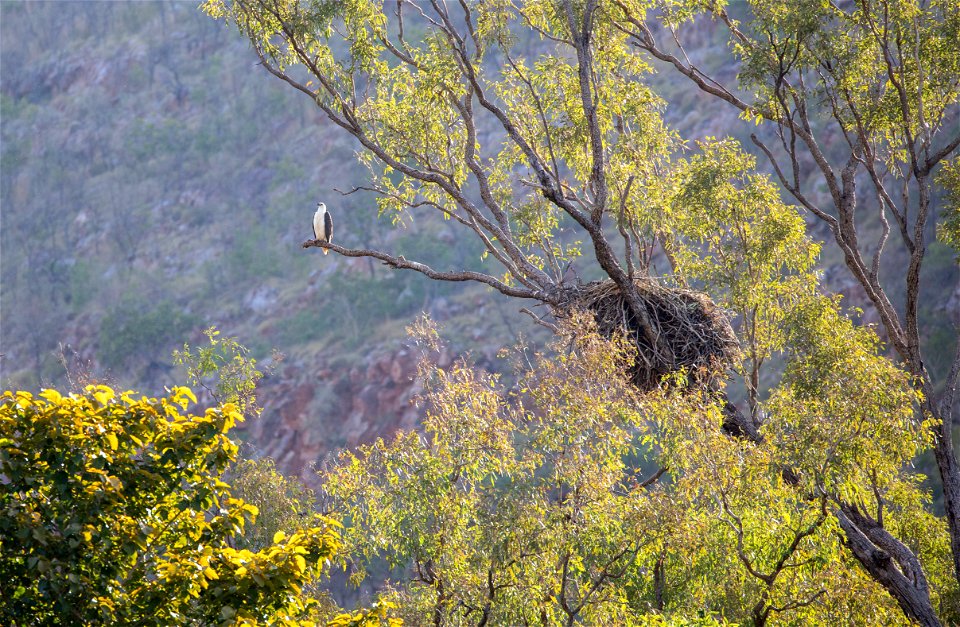 White-bellied sea-eagle