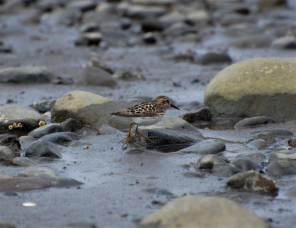 Least Sandpiper photo