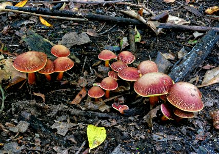 Boletus sensibilis. photo