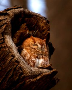 Eastern screech-owl photo