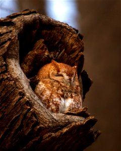 Eastern screech-owl