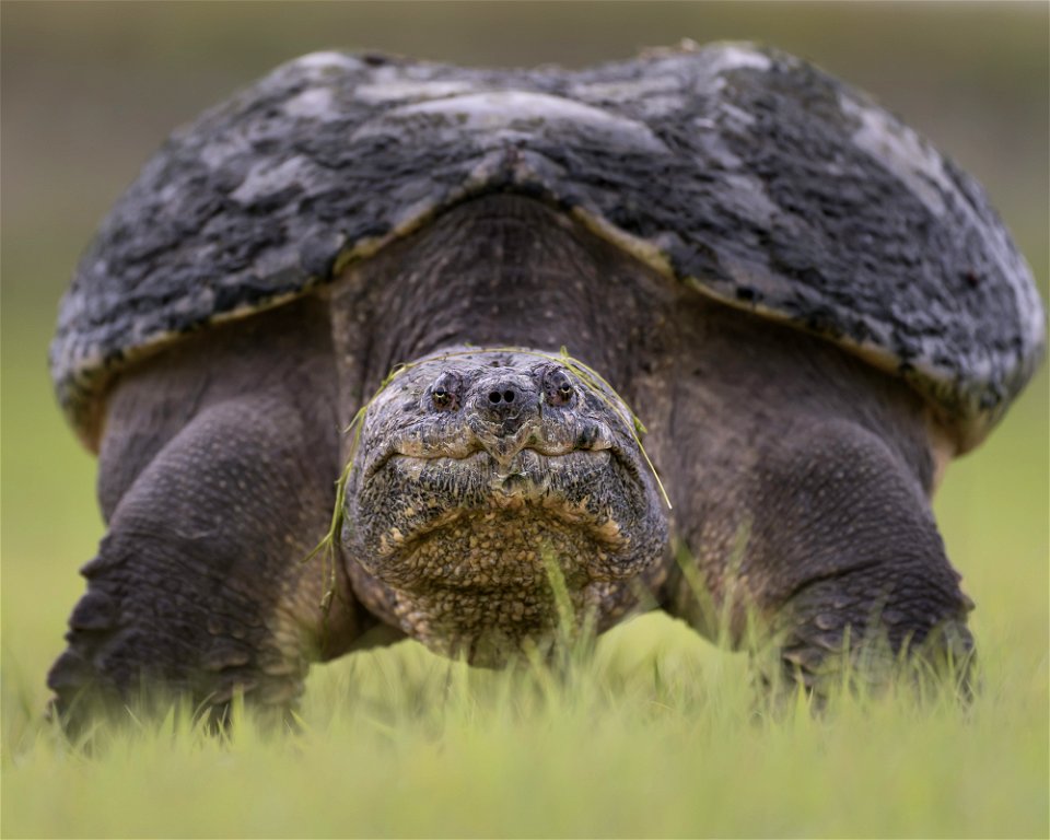 Common Snapping Turtle (Chelydra serpentina)on a Walk