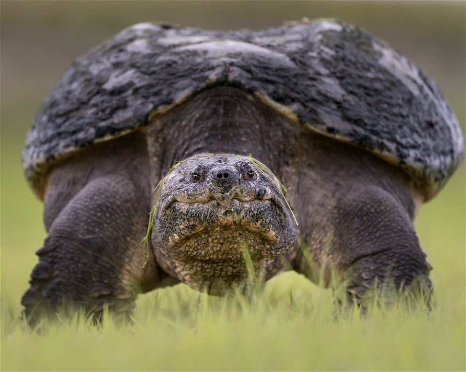 Common Snapping Turtle (Chelydra serpentina)on a Walk photo