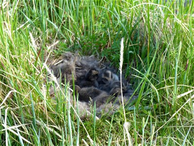 Common eider ducklings in nest photo