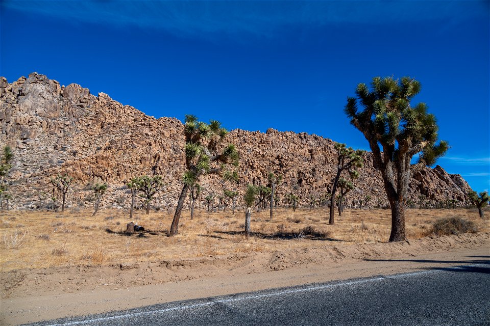 Joshua Tree National Park