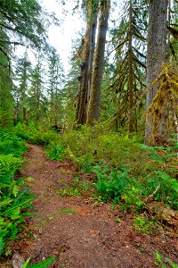 PNTA-Swift Creek-Mount Baker-11