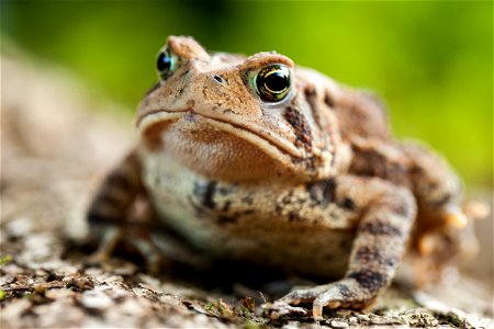 American Toad Portrait