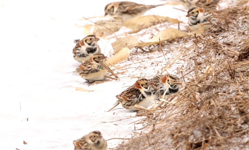 Lapland Longspurs Huron Wetland Management District photo