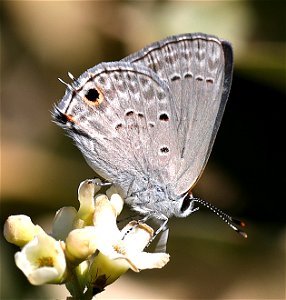 SCRUB-HAIRSTREAK, MALLOW (Strymon istapa istapa) (01-05-2022) the butterfly center, mission, hidalgo co, tx -02