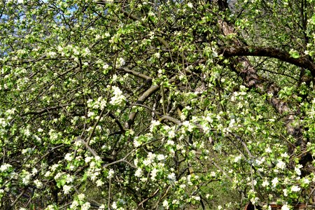 Spring ,April 2023